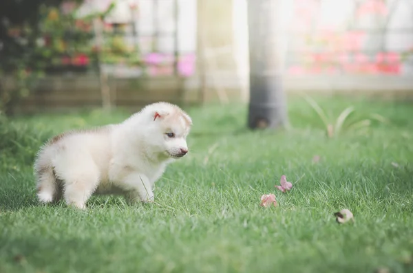 かわいいですシベリアハスキー子犬上の緑の草 — ストック写真