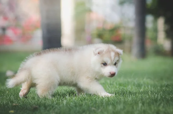Schattig Siberisch Husky Puppy Groen Gras — Stockfoto