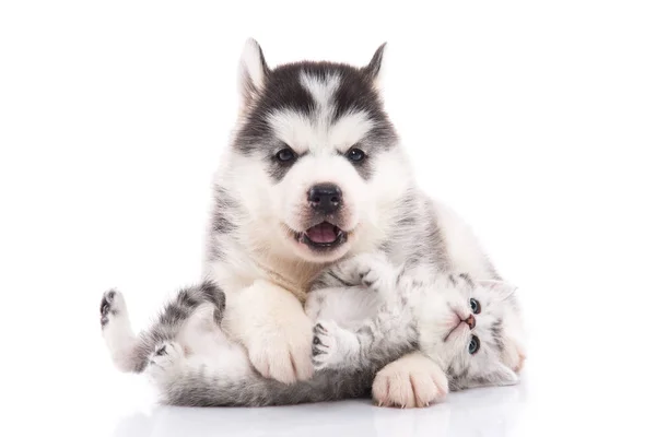 Cute Siberian Husky Puppy Cuddling Cute Kitten White Background Isolated — Stock Photo, Image