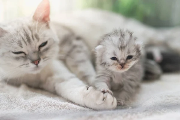 Amerikanische Kurzhaarkatze Umarmt Ihr Kätzchen Mit Liebe — Stockfoto