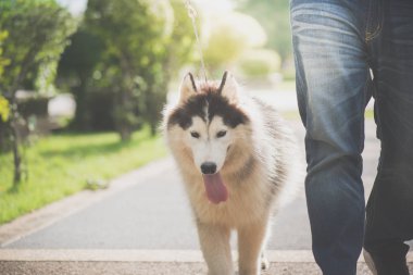 Asya adam parkta bir siberian dış yapraklar don ile yürüyor