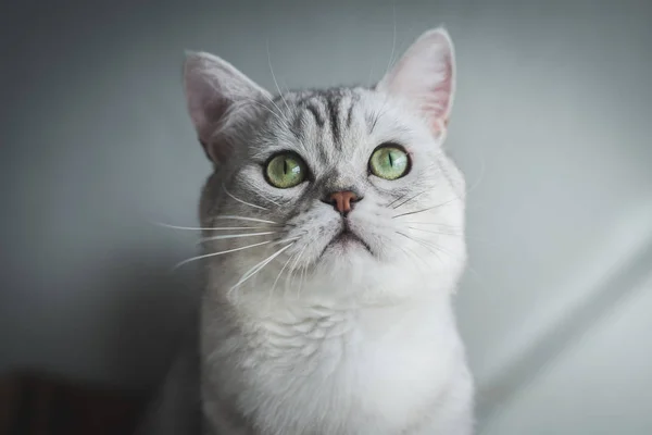 Εσωτερικη Σύντομη Μαλλιά Γάτα Κάθεται Και Ψάχνει Στο Παλιό Ξύλινο — Φωτογραφία Αρχείου