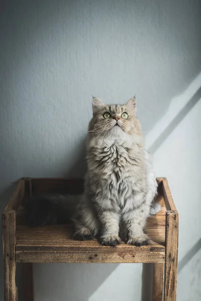 Hermoso Gato Persa Sentado Viejo Estante Madera — Foto de Stock