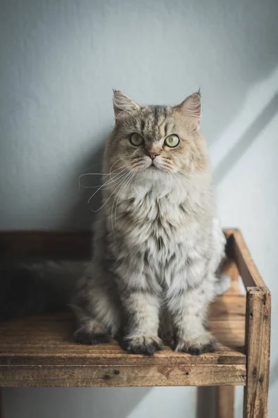 Bellissimo Gatto Persiano Seduto Vecchio Scaffale Legno — Foto Stock