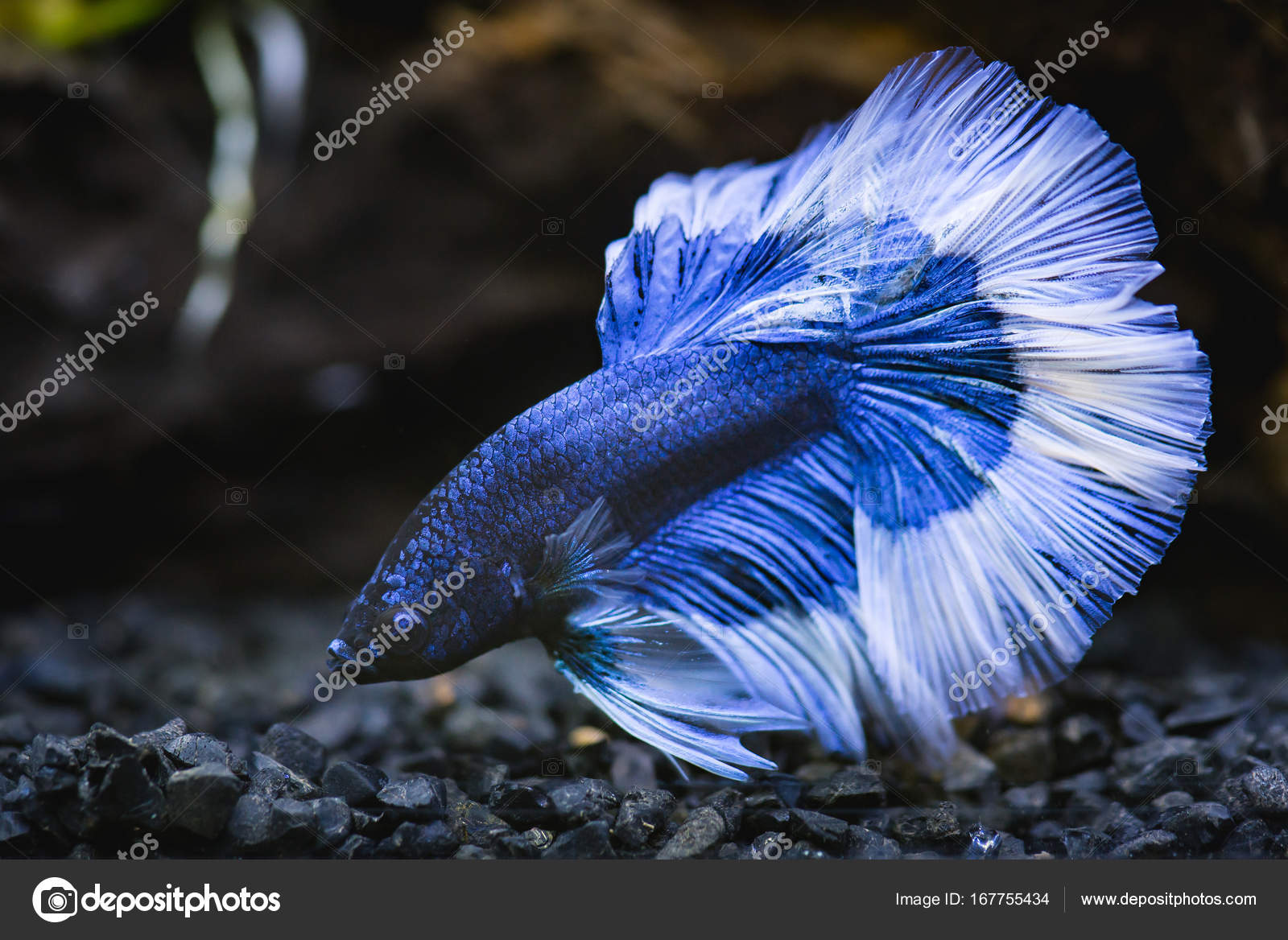 Close Blue Half Moon Siamese Fighting Fish Fish Tank — Stock Photo