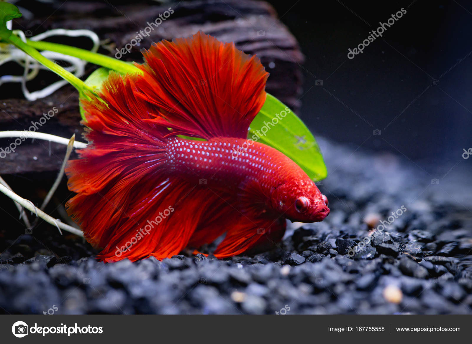 Close Red Siamese Fighting Fish Fish Tank — Stock Photo