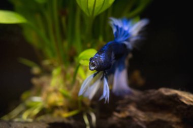 Mavi yarım ay Siyam mücadele balık balık tank, yakın çekim