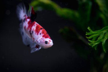Koi fish tank Siyam mücadele balık, yakın çekim