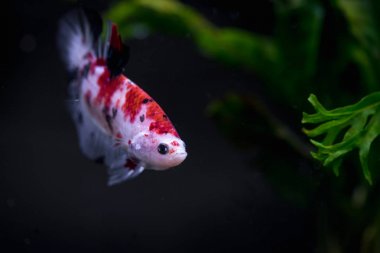 Koi fish tank Siyam mücadele balık, yakın çekim