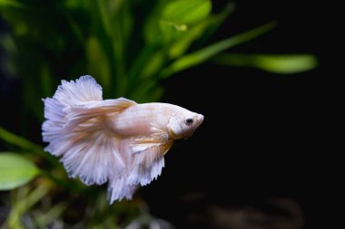 Altın yarım ay Siyam mücadele balık yakın çekim