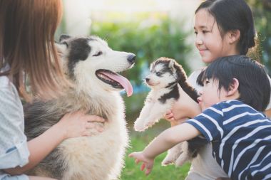 Asya aile Sibirya husky köpek birlikte oynarken