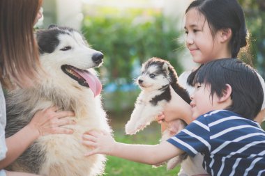 Asya aile Sibirya husky köpek birlikte oynarken