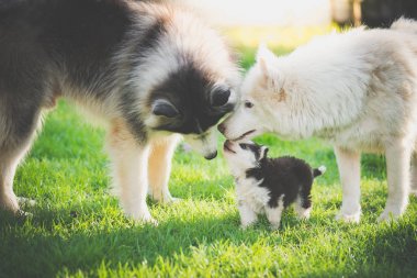 Güneş ışığı altında yeşil çimenlerin üzerinde oynayan Sibirya husky köpek mutlu ailesi