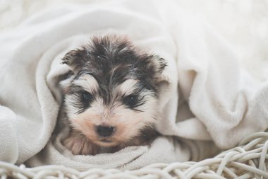 Sonra banyo beyaz bir havlu ile kaplı şirin Sibirya husky köpek yavrusu,