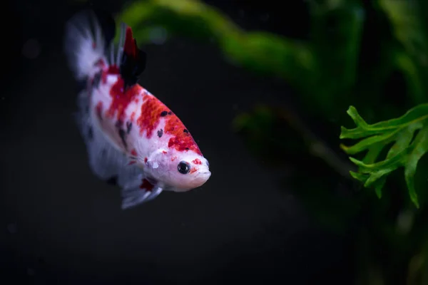 Närbild Koi Siamesiska Striderna Fisk Ett Akvarium — Stockfoto