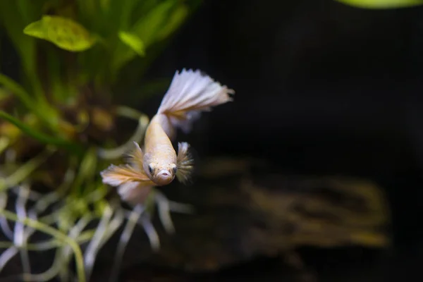 Close Meia Lua Ouro Peixes Combate Siameses — Fotografia de Stock