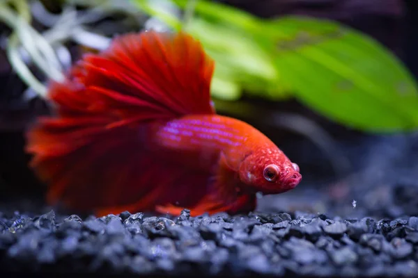 Närbild Röda Halvmåne Siamesiska Striderna Fisk Ett Akvarium — Stockfoto