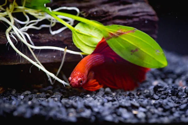 Close Red Siamese Fighting Fish Fish Tank — Stock Photo, Image