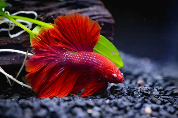 Close Red Siamese Fighting Fish Fish Tank — Stock Photo, Image