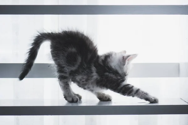 Chaton Mignon Assis Sur Une Étagère Bois Blanc — Photo