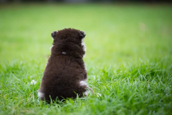 Schattig Siberische Husky Puppy Zit Alleen Gras — Stockfoto
