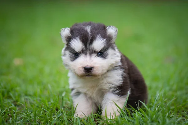 Szczeniak Słodkie Husky Syberyjski Siedząc Trawie — Zdjęcie stockowe