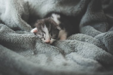 Yeni doğmuş yavru yün battaniye altında uyku
