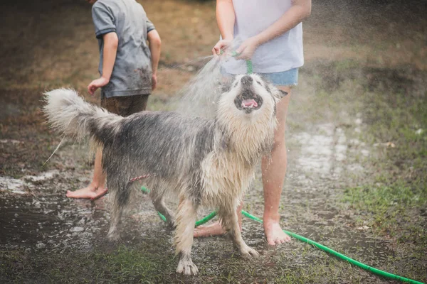 Asiático Crianças Lavar Siberiano Huskydog Verão Dia — Fotografia de Stock