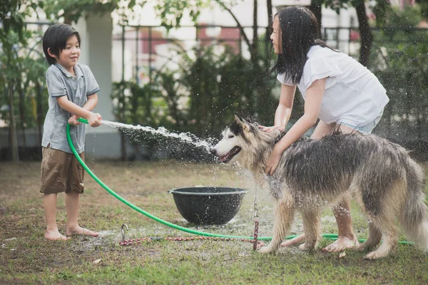 Asiático Crianças Lavar Siberiano Huskydog Verão Dia — Fotografia de Stock