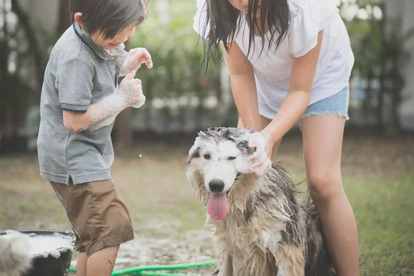 Asiático Crianças Lavar Siberiano Huskydog Verão Dia — Fotografia de Stock