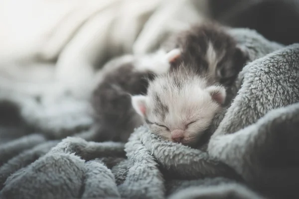 Dos Gatitos Recién Nacidos Durmiendo Bajo Una Manta Lana — Foto de Stock