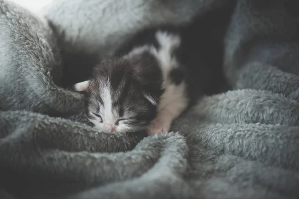在羊毛毯子下睡觉的新生小猫 — 图库照片