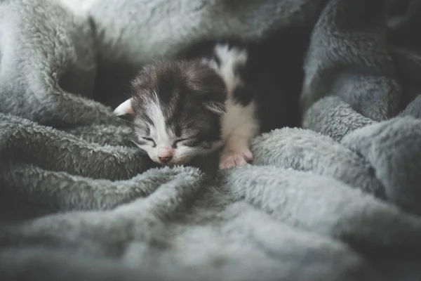 ウールの毛布の下で眠る小猫 — ストック写真