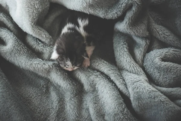 Top View Νεογέννητο Γατάκι Που Κοιμάται Κάτω Από Μαλλί Κουβέρτα — Φωτογραφία Αρχείου