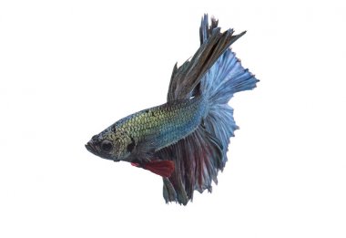 Yeşil metalik daha iyi balık, Siyam mücadele balık izole beyaz arka plan üzerinde