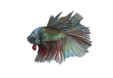 Yeşil metalik daha iyi balık, Siyam mücadele balık izole beyaz arka plan üzerinde
