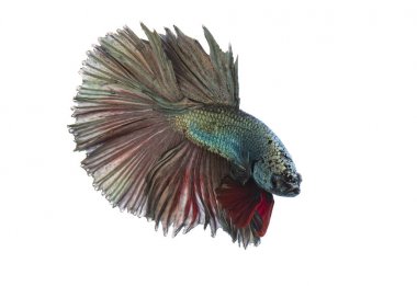 Yeşil metalik daha iyi balık, Siyam mücadele balık izole beyaz arka plan üzerinde