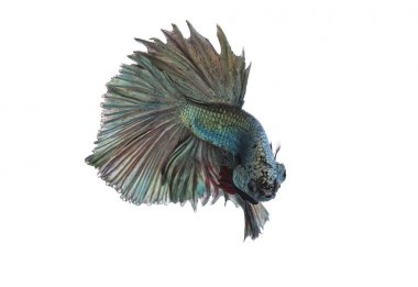 Yeşil metalik daha iyi balık, Siyam mücadele balık izole beyaz arka plan üzerinde