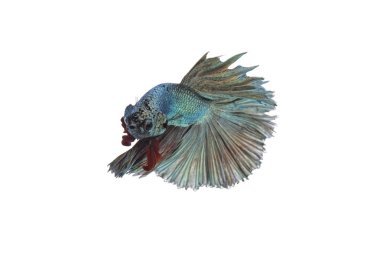 Yeşil metalik daha iyi balık, Siyam mücadele balık izole beyaz arka plan üzerinde