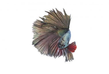 Yeşil metalik daha iyi balık, Siyam mücadele balık izole beyaz arka plan üzerinde