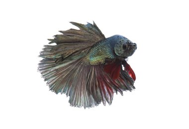Yeşil metalik daha iyi balık, Siyam mücadele balık izole beyaz arka plan üzerinde
