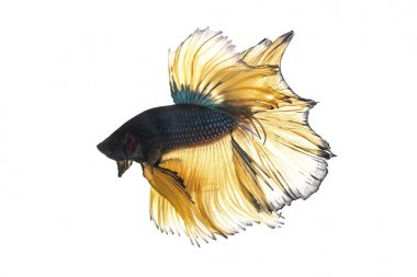 Beyaz arka plan üzerinde izole mavi hardal daha iyi balık