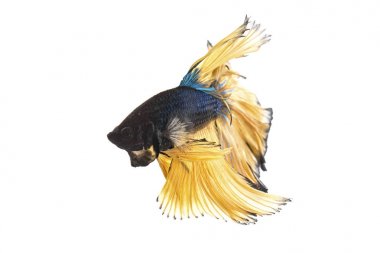 Beyaz arka plan üzerinde izole mavi hardal daha iyi balık