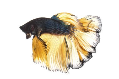 Beyaz arka plan üzerinde izole mavi hardal daha iyi balık