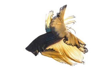 Beyaz arka plan üzerinde izole mavi hardal daha iyi balık