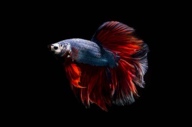 Süslü daha iyi balık, Siyam mücadele balık izole siyah arka plan üzerine