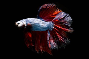 Süslü daha iyi balık, Siyam mücadele balık izole siyah arka plan üzerine