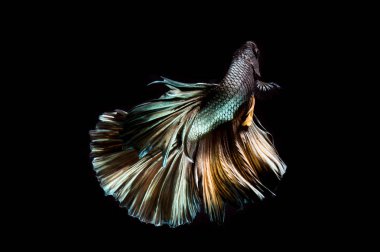  Daha iyi balık, Siyam mücadele balık izole siyah arka plan üzerine bakır