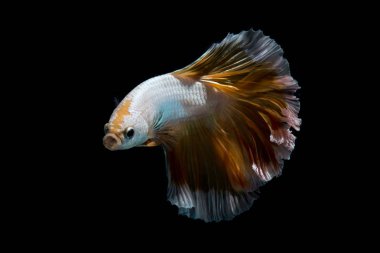 Altın daha iyi balık, Siyam mücadele balık izole siyah arka plan üzerine