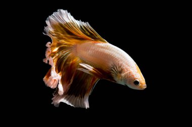 Altın daha iyi balık, Siyam mücadele balık izole siyah arka plan üzerine